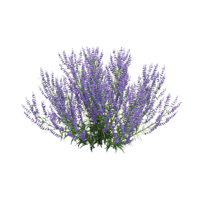 开满紫色花朵的Perovskia atriplicifolia滨藜叶分药花花丛3D模型（OBJ,FBX,MAX）