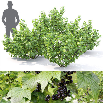 结黑色果实的黑豆果灌木丛3D模型（OBJ,MAX）