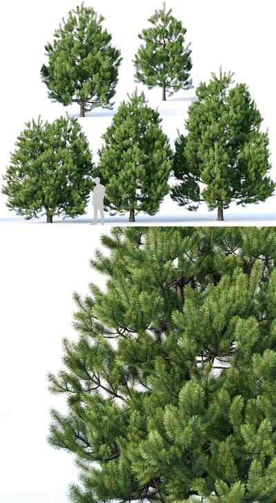 5棵low poly欧洲赤松树3D模型（FBX,MAX）