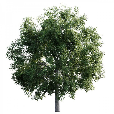 茂盛的榆树3D模型（FBX,MAX）