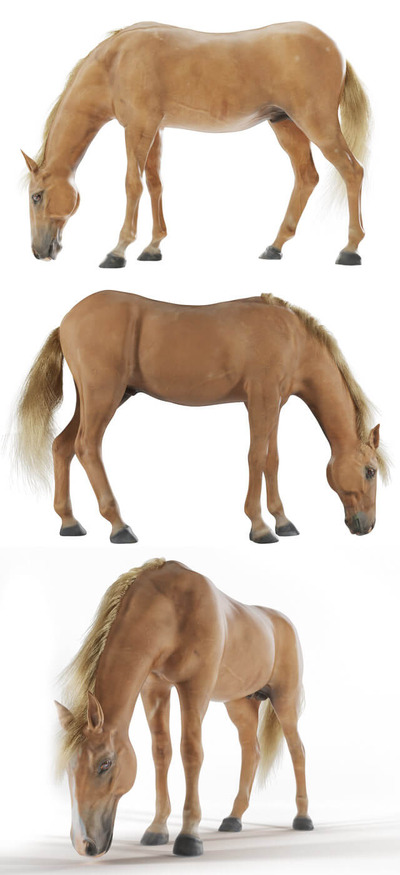 正在吃草的马3D模型（MAX）