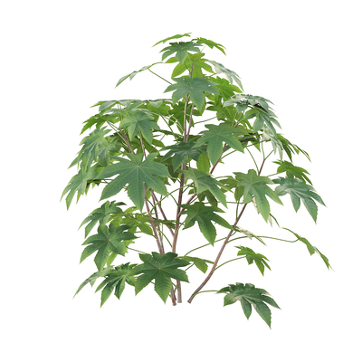 Ricinus communis蓖麻植物3D模型（OBJ,FBX,MAX）