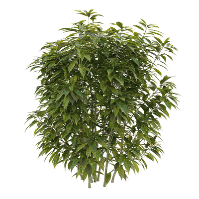 Ancuba japonica洒金珊瑚 花叶青木3D模型（OBJ,FBX,MAX）