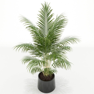 黑色花盆中的棕榈植物盆景3D模型（FBX,MAX）