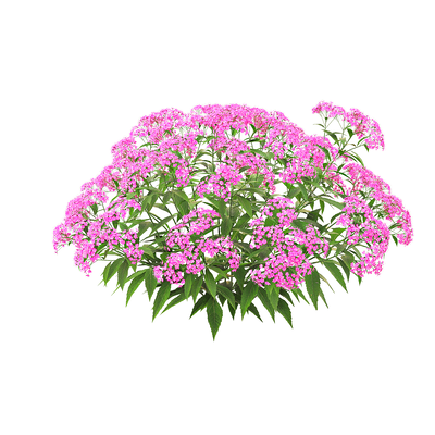 开满紫色花朵的粉花绣线菊花丛灌木3D模型（OBJ,FBX,MAX）