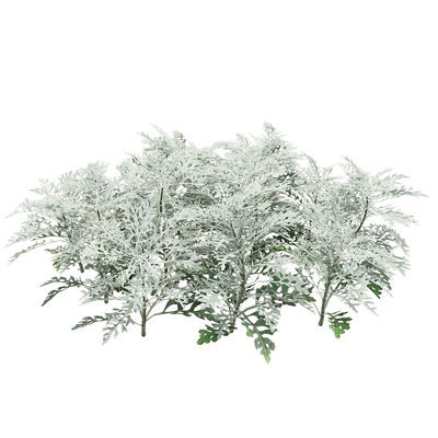 Jacobaea Maritima银叶菊植物3D模型（OBJ,FBX,MAX）