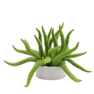 Asparagus densifloru狐尾天门冬绿植盆景3D模型（OBJ,FBX,MAX）