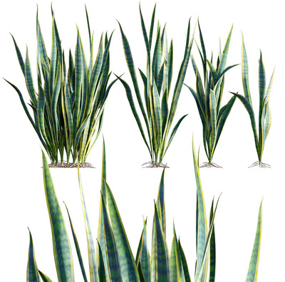 Sansevieria trifasciata虎尾兰虎皮兰植物3D模型（OBJ,FBX,MAX）