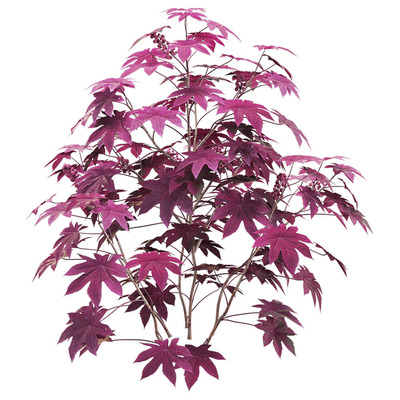 Ricinus communis紫叶观赏蓖麻3D模型（OBJ,FBX,MAX）