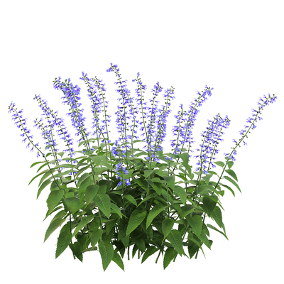 Salvia Guarantica开满紫色花朵的燕雀草深蓝鼠尾草3D模型（OBJ,FBX,MAX）