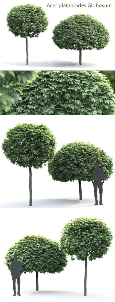 Globosum嫁接在Acer Platanoides上的茂盛的圆顶枫树3D模型（FBX,MAX）