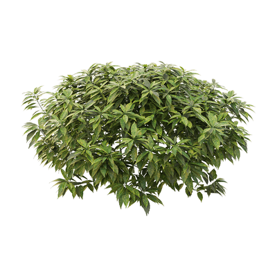 Ancuba japonica洒金珊瑚 花叶青木3D模型（OBJ,FBX,MAX）