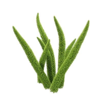 Asparagus densifloru狐尾天门冬植物3D模型（OBJ,FBX,MAX）