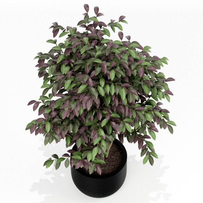 黑色花盆中的绿植盆景3D模型（FBX,MAX）