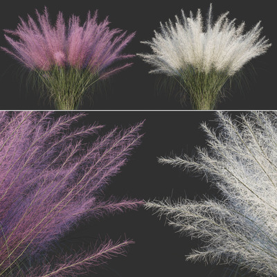 Muhlenbergia capillaris粉黛乱子草3D模型（FBX,MAX）