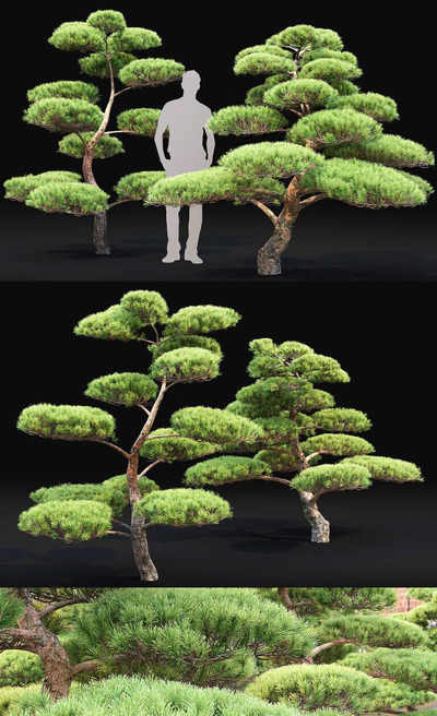 2棵松树3D模型（OBJ,MAX）