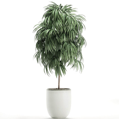 垂榕树盆景3D模型（OBJ,FBX,MAX）