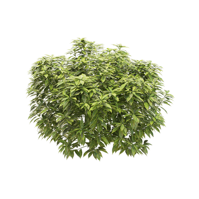 Ancuba japonica洒金珊瑚 花叶青木3D模型（OBJ,FBX,MAX）