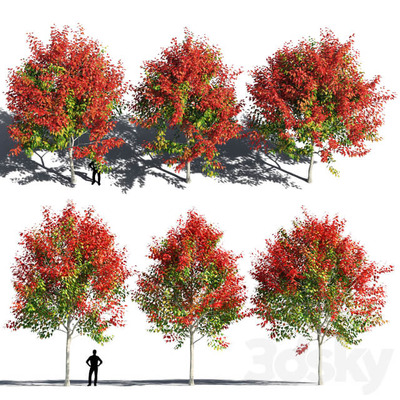 3棵红叶枫树3D模型（FBX,MAX）