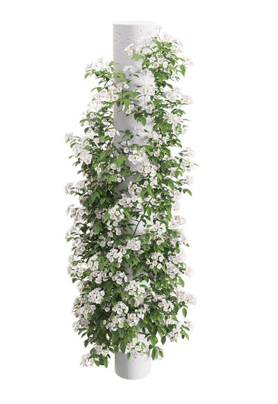 Rosa Cymosa开满白色花朵的小果爬藤蔷薇3D模型（OBJ,FBX,MAX）