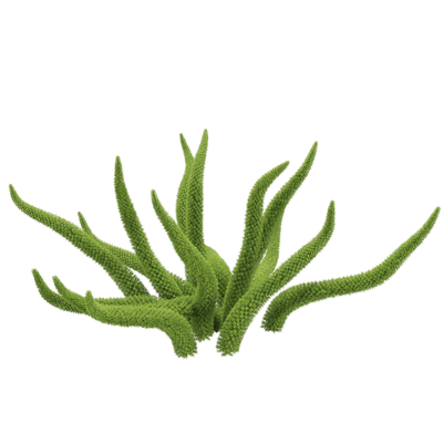 Asparagus densifloru狐尾天门冬植物3D模型（OBJ,FBX,MAX）