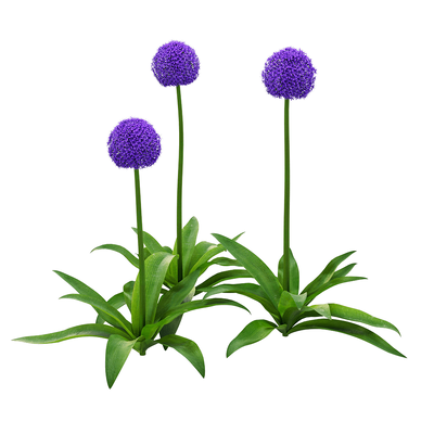 Allium giganteum大花葱3D模型（OBJ,FBX,MAX）