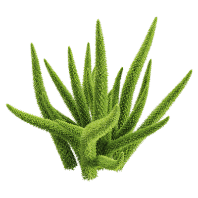 Asparagus densifloru狐尾天门冬植物3D模型（OBJ,FBX,MAX）