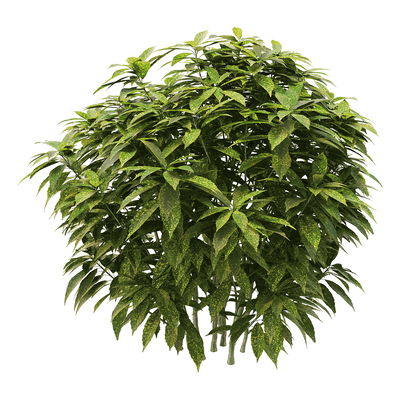 Ancuba japonica洒金珊瑚 花叶青木植物3D模型（OBJ,FBX,MAX）