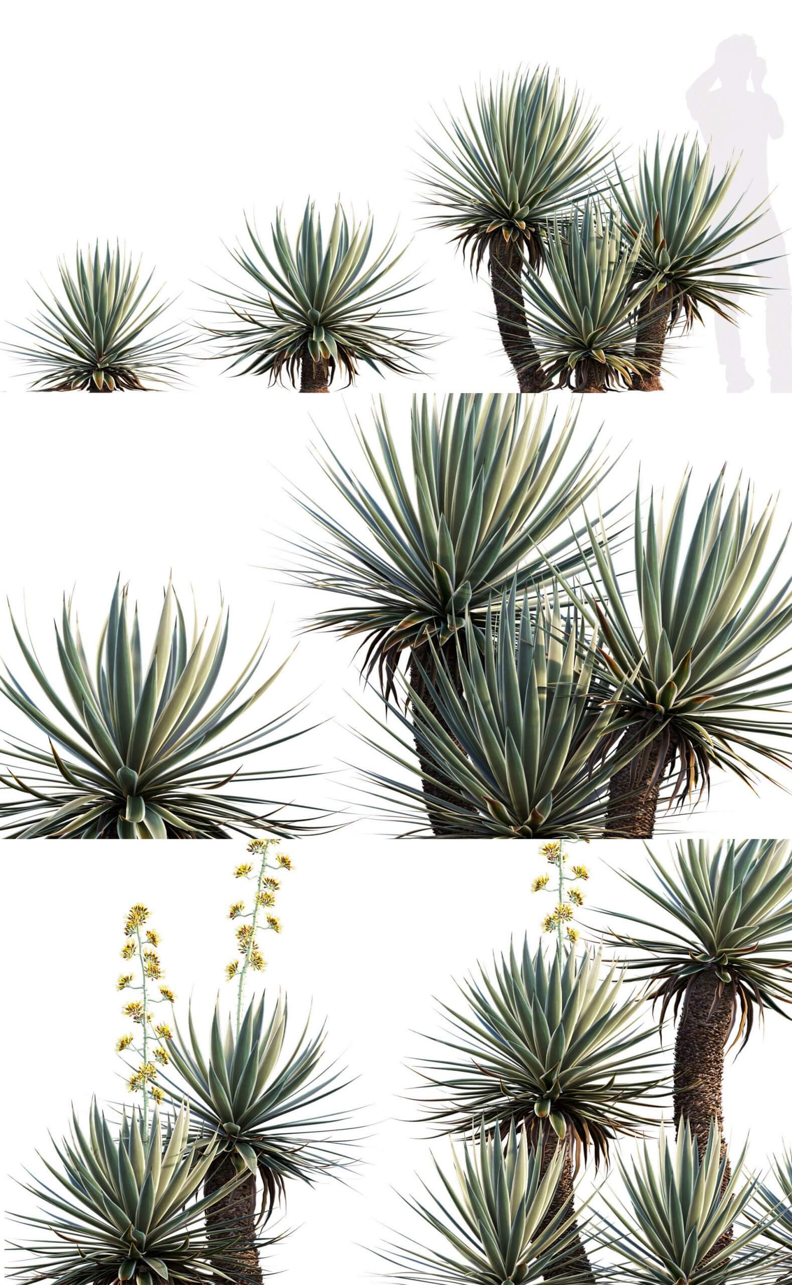 狭叶龙舌兰植物3D模型（OBJ,FBX,MAX）