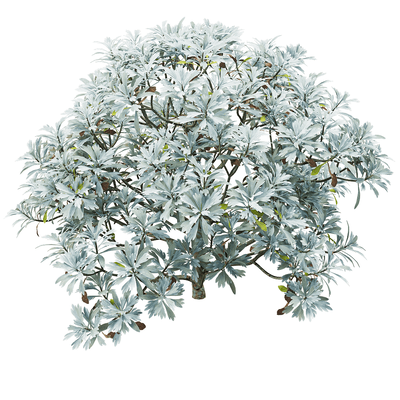 Crossostephium chinense芙蓉菊灌木3D模型（OBJ,FBX,MAX）