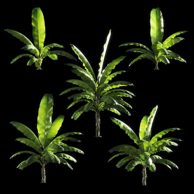 5棵香蕉树3D模型（FBX,MAX）