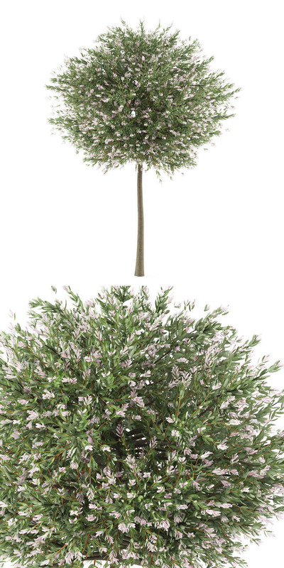 Salix Hakuro Nishiki彩叶妃柳树3D模型（FBX,MAX）