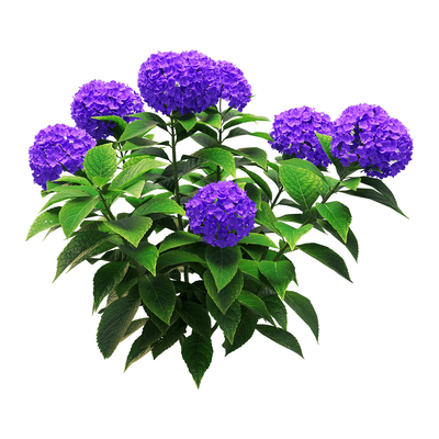 紫色绣球花丛3D模型（OBJ,FBX,MAX）