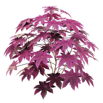 Ricinus communis紫叶观赏蓖麻3D模型（OBJ,FBX,MAX）