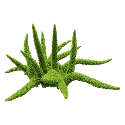 Asparagus densifloru狐尾天门冬植物3D模型（OBJ,FBX,MAX）
