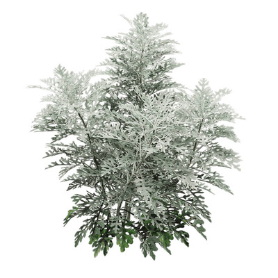 Jacobaea Maritima银叶菊植物灌木3D模型（OBJ,FBX,MAX）