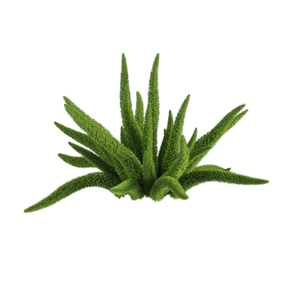 Asparagus densifloru狐尾天门冬植物3D模型（OBJ,FBX,MAX）