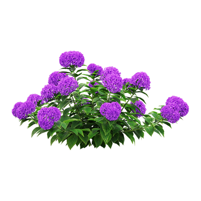 紫色绣球花花从3D模型（OBJ,FBX,MAX）