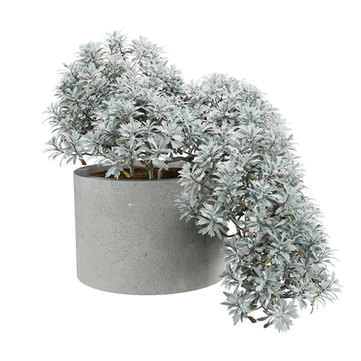 Crossostephium chinense芙蓉菊盆景3D模型（OBJ,FBX,MAX）