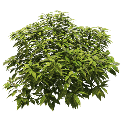Ancuba japonica洒金珊瑚 花叶青木植物3D模型（OBJ,FBX,MAX）