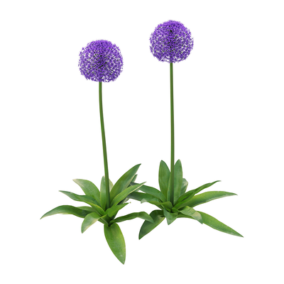 Allium giganteum大花葱植物3D模型（OBJ,FBX,MAX）