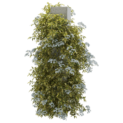 开满白色小花的素馨叶白英爬藤植物3D模型（OBJ,FBX,MAX）