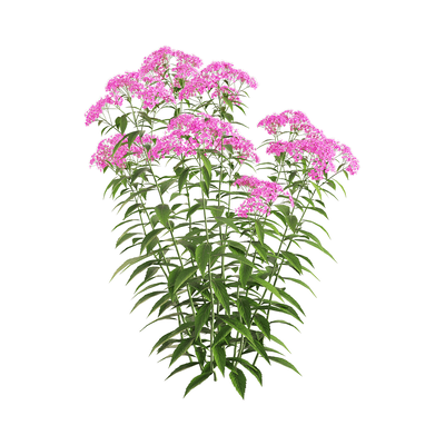 开满紫色花朵的粉花绣线菊花丛3D模型（OBJ,FBX,MAX）