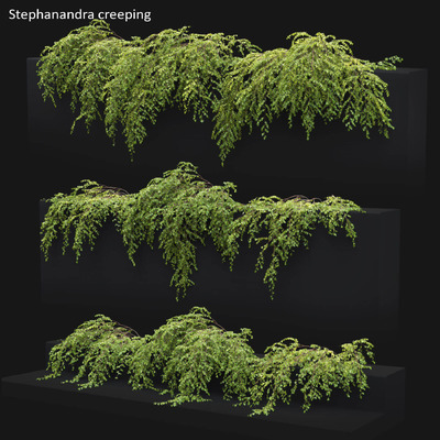 Stephanandra蔷薇小米空木爬藤植物3D模型（OBJ,MAX）