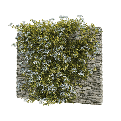 石头墙壁上Solanum jasminoides variegata开满白色花朵的花叶素馨叶白英植物3D模型（OBJ,FBX,MAX）