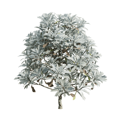 Crossostephium chinense芙蓉菊灌木3D模型（OBJ,FBX,MAX）