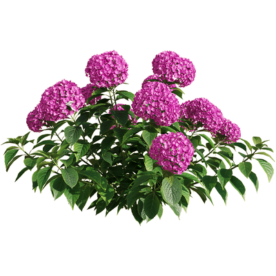 紫色绣球花丛3D模型（OBJ,FBX,MAX）