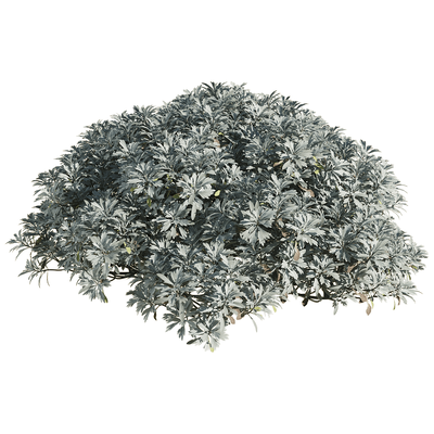 Crossostephium chinense芙蓉菊灌木3D模型（OBJ,FBX,MAX）