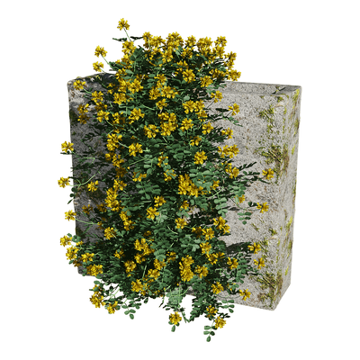 石墙上开满黄色花朵的小冠花爬行植物3D模型（OBJ,FBX,MAX）