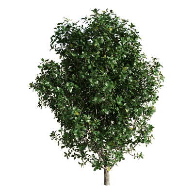 Quercus coccifera胭脂虫栎树3D模型（OBJ,FBX,MAX）